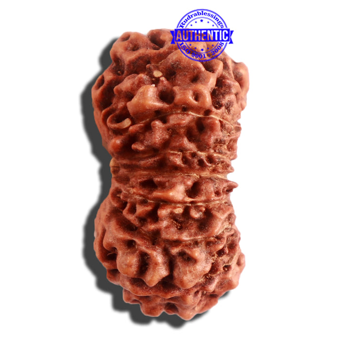 16 Mukhi Rudraksha from Indonesia - Bead No. 224