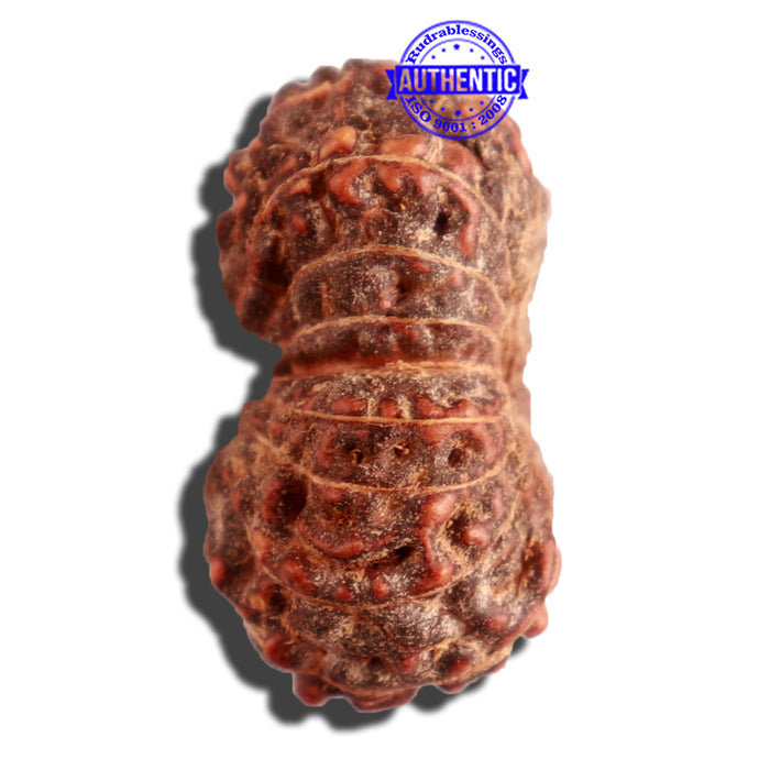 16 Mukhi Rudraksha from Indonesia - Bead No. 225