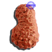 Load image into Gallery viewer, 16 Mukhi Rudraksha from Indonesia - Bead No. 230
