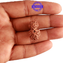 Load image into Gallery viewer, 16 Mukhi Gaurishankar Rudraksha from Indonesia - Bead No. 232
