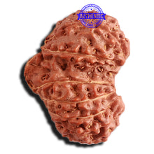 Load image into Gallery viewer, 16 Mukhi Gaurishankar Rudraksha from Indonesia - Bead No. 232
