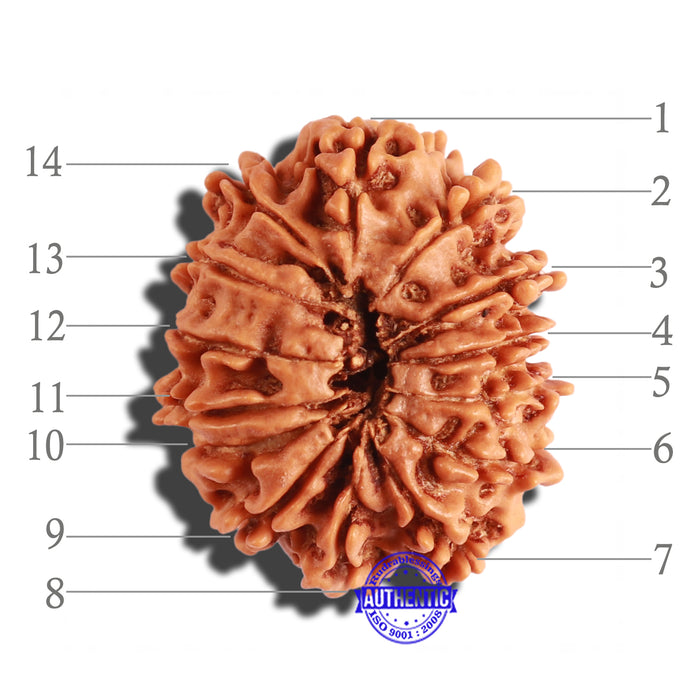 14 Mukhi Nepalese Rudraksha - Bead No. 235