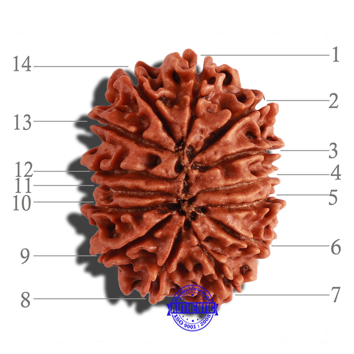 14 Mukhi Nepalese Rudraksha - Bead No. 237