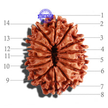 Load image into Gallery viewer, 14 Mukhi Nepalese Rudraksha - Bead No. 240
