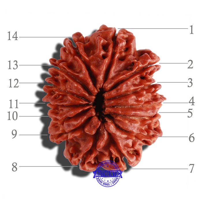 14 Mukhi Nepalese Rudraksha - Bead No. 243
