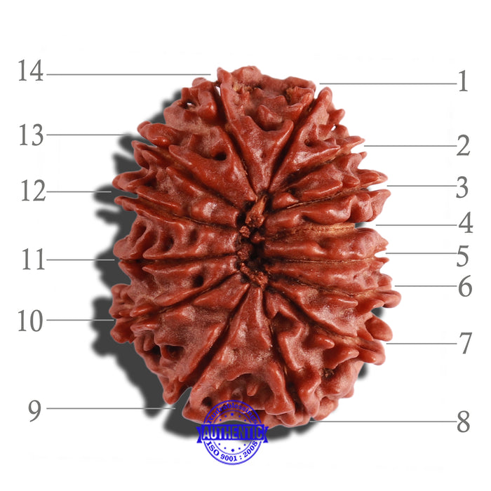 14 Mukhi Nepalese Rudraksha - Bead No. 244