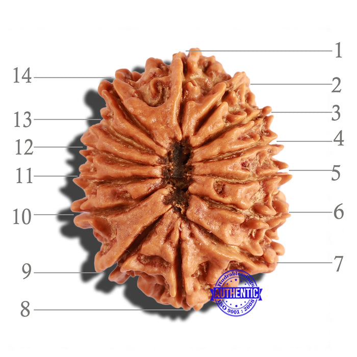 14 Mukhi Nepalese Rudraksha - Bead No. 245
