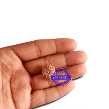 Load image into Gallery viewer, 14 mukhi Indonesian Rudraksha -  Bead No. 247
