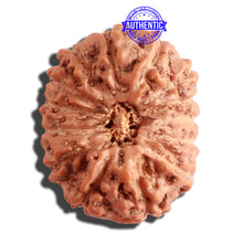 Load image into Gallery viewer, 14 mukhi Indonesian Rudraksha -  Bead No. 247
