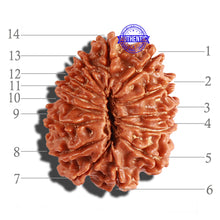 Load image into Gallery viewer, 14 Mukhi Nepalese Ganesha Rudraksha - Bead No. 247
