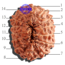 Load image into Gallery viewer, 14 mukhi Indonesian Rudraksha -  Bead No. 247
