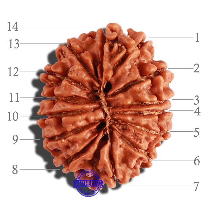 14 Mukhi Nepalese Rudraksha - Bead No. 251