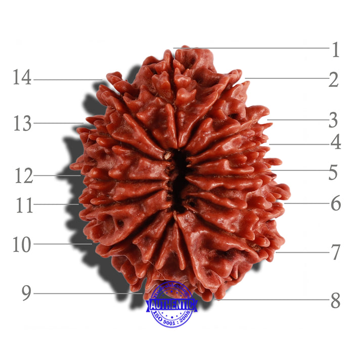 14 Mukhi Nepalese Rudraksha - Bead No. 252