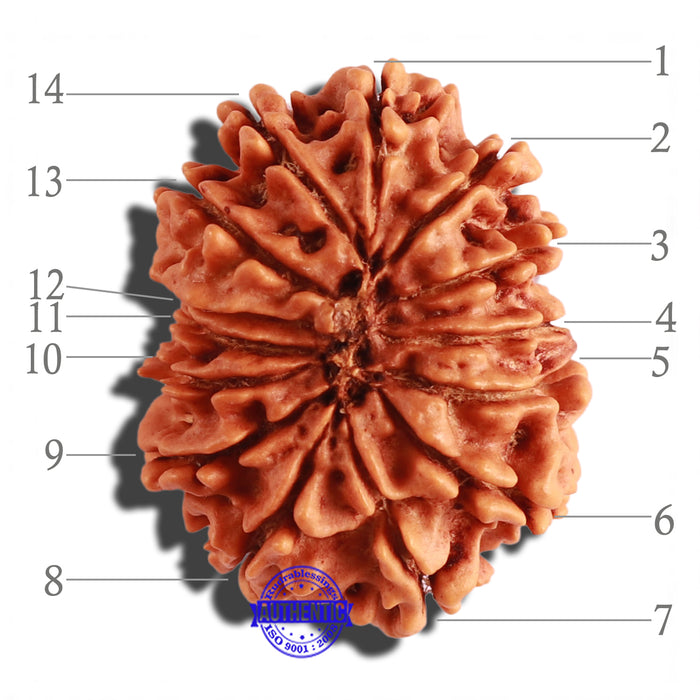 14 Mukhi Nepalese Rudraksha - Bead No. 256
