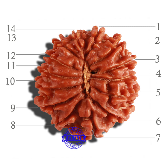 14 Mukhi Nepalese Rudraksha - Bead No. 258