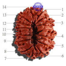Load image into Gallery viewer, 14 Mukhi Nepalese Rudraksha - Bead No. 260
