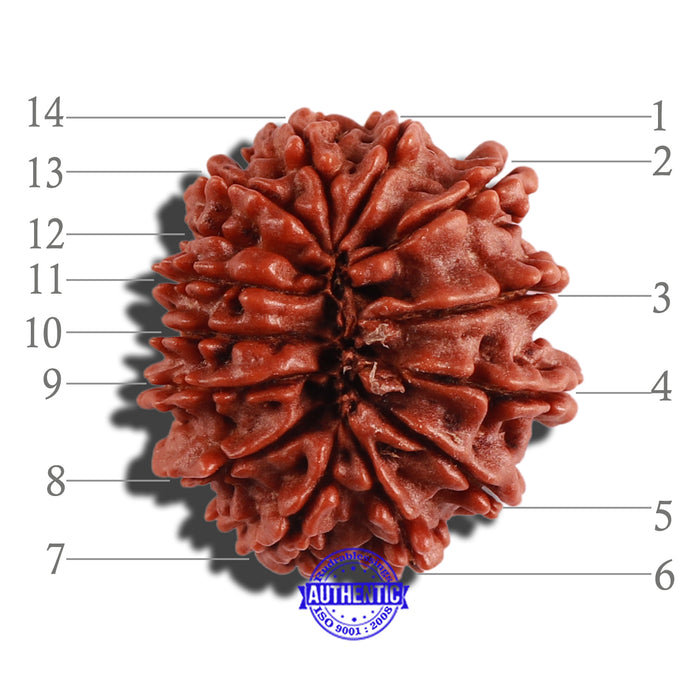 14 Mukhi Nepalese Rudraksha - Bead No. 262