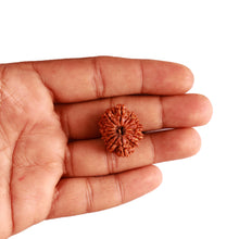 Load image into Gallery viewer, 14 Mukhi Nepalese Rudraksha - Bead No. 264
