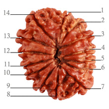 Load image into Gallery viewer, 14 Mukhi Nepalese Rudraksha - Bead No. 264
