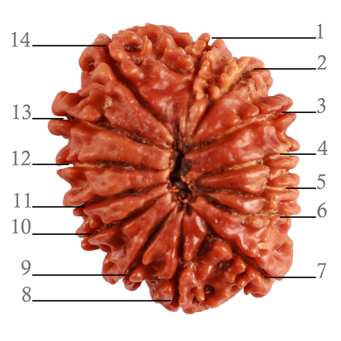 14 Mukhi Nepalese Rudraksha - Bead No. 264