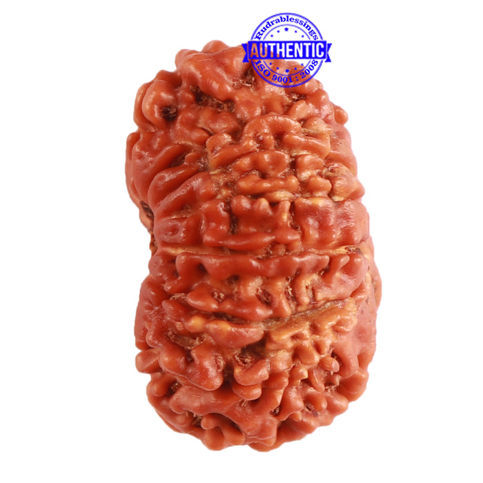 14 Mukhi Nepalese Rudraksha - Bead No. 264