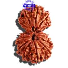 Load image into Gallery viewer, 14 Mukhi Nepalese Gaurishankar Rudraksha - Bead No. 266

