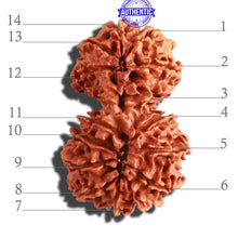 Load image into Gallery viewer, 14 Mukhi Nepalese Gaurishankar Rudraksha - Bead No. 266
