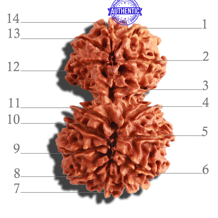14 Mukhi Nepalese Gaurishankar Rudraksha - Bead No. 266