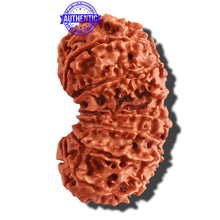 Load image into Gallery viewer, 14 Mukhi Nepalese Gaurishankar Rudraksha - Bead No. 266
