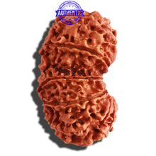 Load image into Gallery viewer, 14 Mukhi Nepalese Gaurishankar Rudraksha - Bead No. 266
