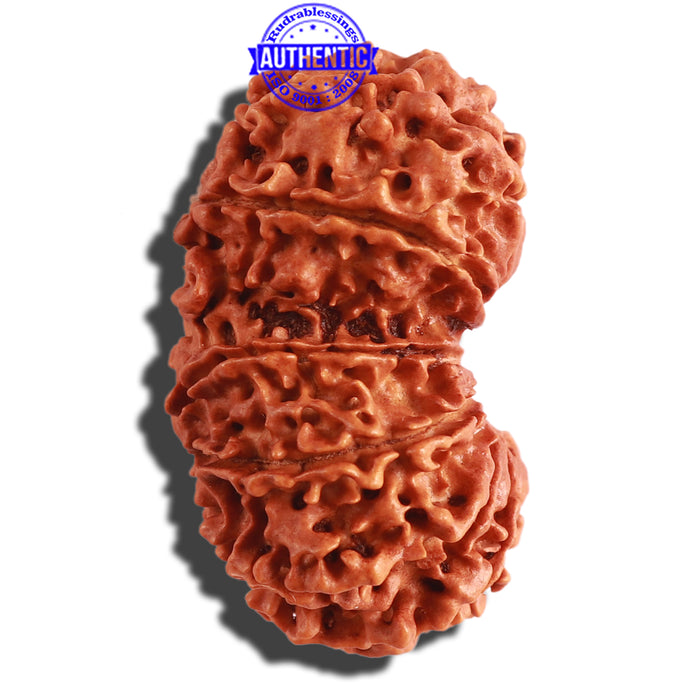 14 Mukhi Nepalese Gaurishankar Rudraksha - Bead No. 266