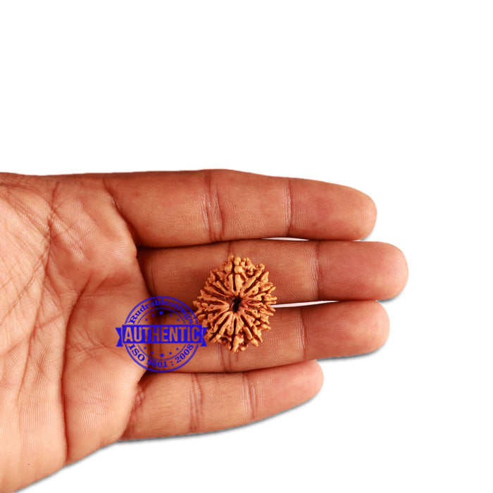 14 Mukhi Nepalese Rudraksha - Bead No. 267