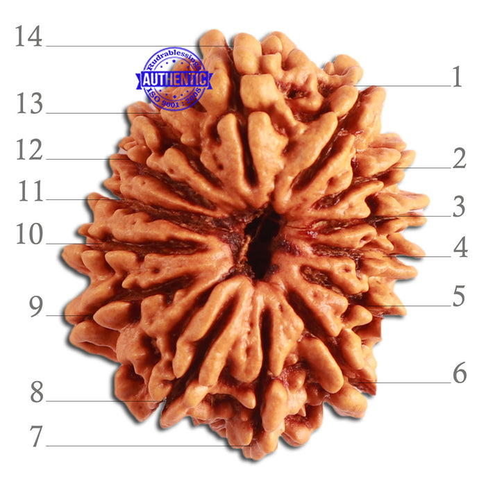 14 Mukhi Nepalese Rudraksha - Bead No. 267