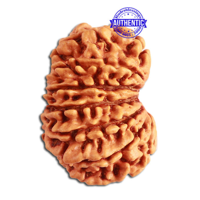 14 Mukhi Nepalese Rudraksha - Bead No. 267