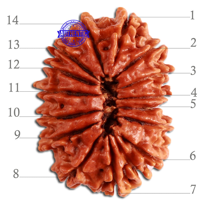 14 Mukhi Nepalese Rudraksha - Bead No. 268