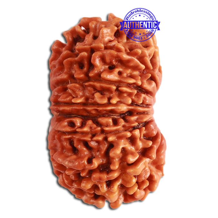 14 Mukhi Nepalese Rudraksha - Bead No. 268