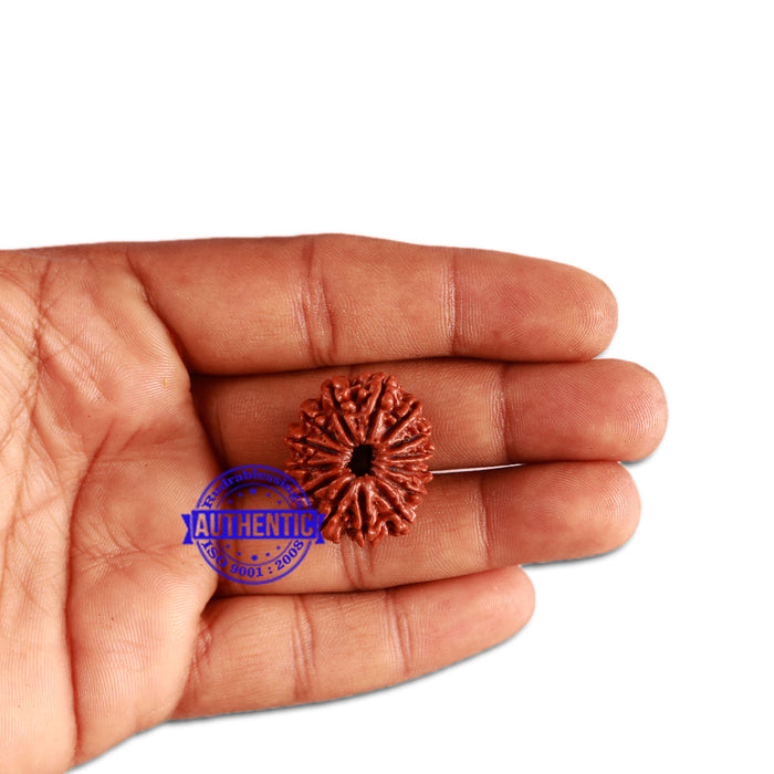 14 Mukhi Nepalese Rudraksha - Bead No. 270