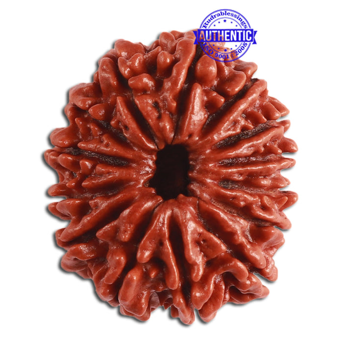 14 Mukhi Nepalese Rudraksha - Bead No. 270