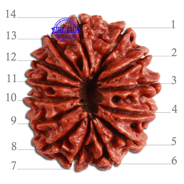 14 Mukhi Nepalese Rudraksha - Bead No. 270