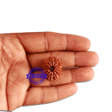 Load image into Gallery viewer, 14 Mukhi Nepalese Rudraksha - Bead No. 271
