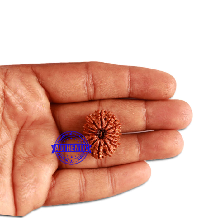 14 Mukhi Nepalese Rudraksha - Bead No. 271