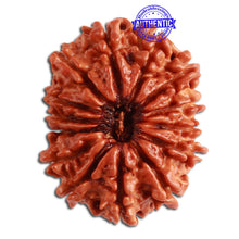 Load image into Gallery viewer, 14 Mukhi Nepalese Rudraksha - Bead No. 271
