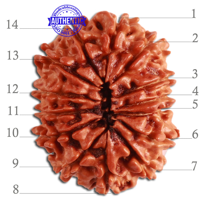 14 Mukhi Nepalese Rudraksha - Bead No. 271