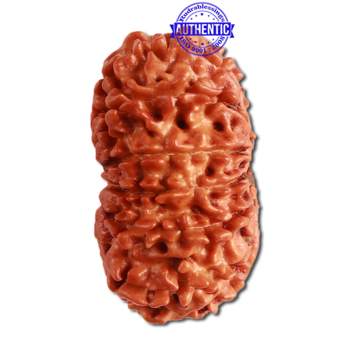 14 Mukhi Nepalese Rudraksha - Bead No. 271