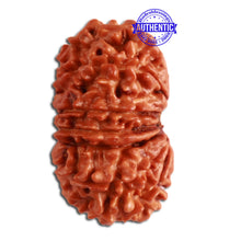 Load image into Gallery viewer, 14 Mukhi Nepalese Rudraksha - Bead No. 271
