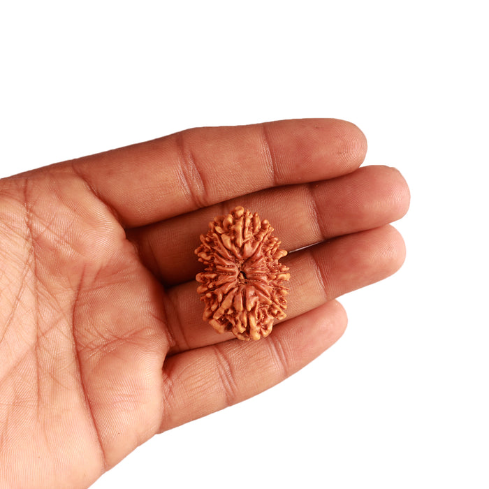 14 Mukhi Nepalese Rudraksha - Bead No. 272