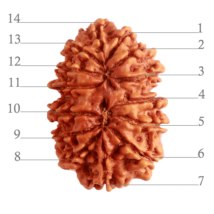 14 Mukhi Nepalese Rudraksha - Bead No. 272