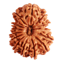 Load image into Gallery viewer, 14 Mukhi Nepalese Rudraksha - Bead No. 273
