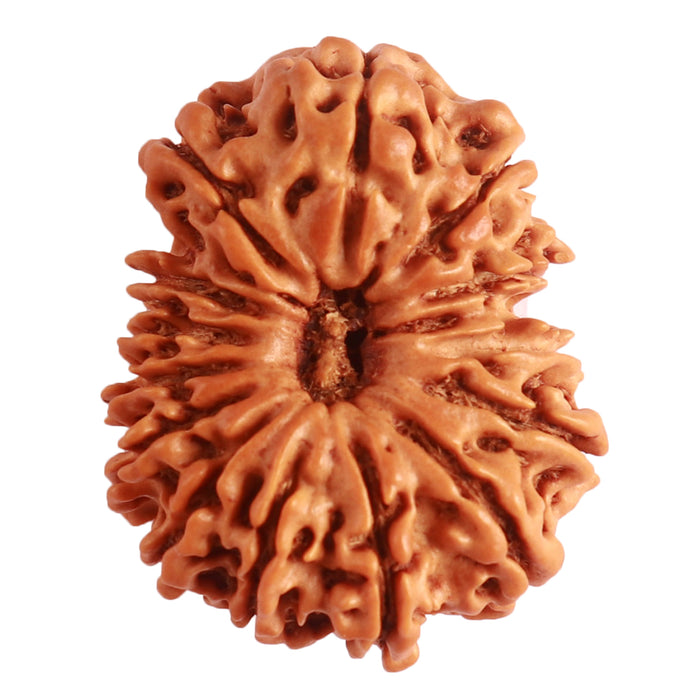14 Mukhi Nepalese Rudraksha - Bead No. 273