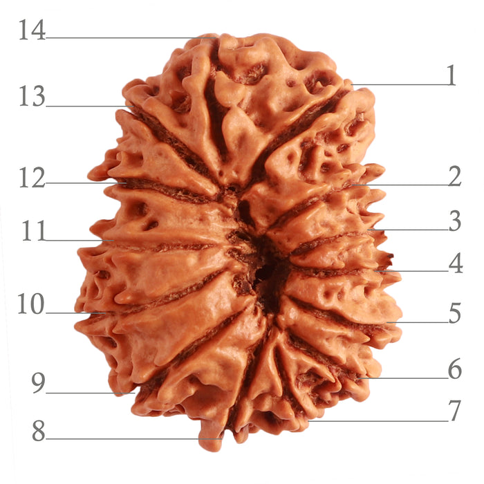14 Mukhi Nepalese Rudraksha - Bead No. 273